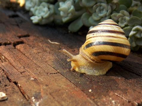 Snail on the stump stock image. Image of small, animal - 103877795