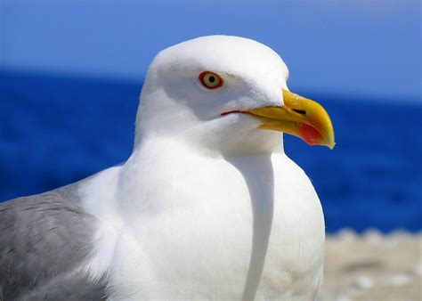 Sea Gull | Free Stock Photo | Close-up of a sea gull | # 9717