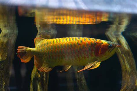 Asian arowana - The Living Planet Aquarium