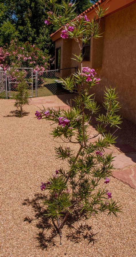 This is How You Need to Care for a Desert Willow Tree | Desert willow tree, Xeriscape ...