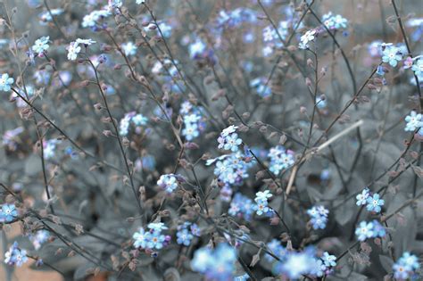 Myosotis Blossom Blue Flowers - Free photo on Pixabay - Pixabay