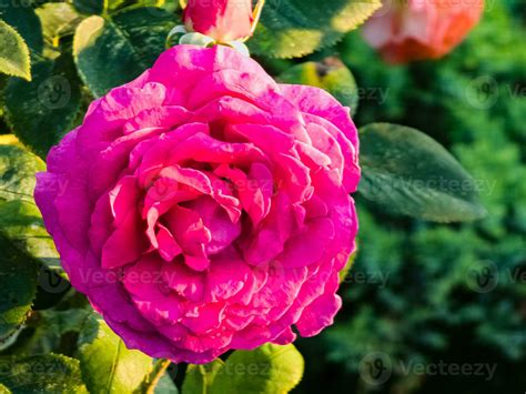 Big Purple rose close up. Hybrid tea rose with dark purple flowers ...