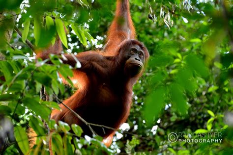 Indonesia Wildlife – Ramdas Iyer Photography