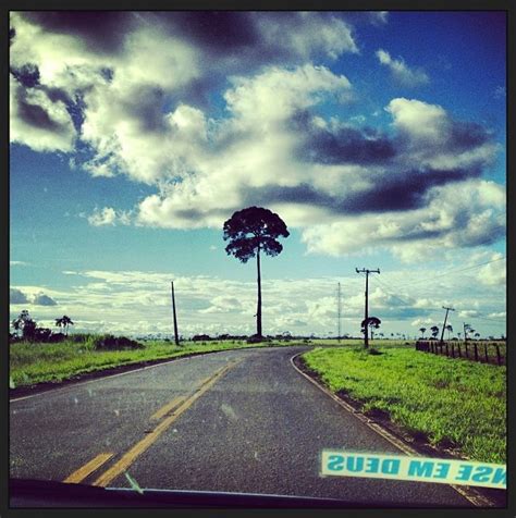 Snakes, thieves and falling nuts: Challenges of Brazil nut harvesting ...