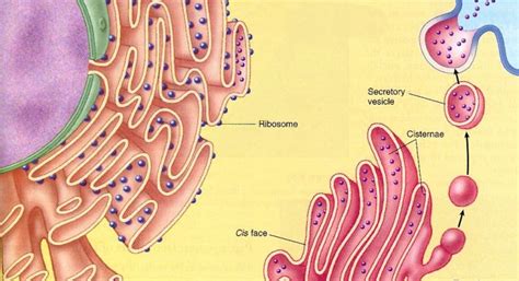 5 Important Functions Of Rough Endoplasmic Reticulum (RER) - CBSE Class ...