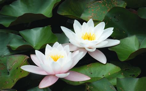 80+ White Lotus Wallpaper Hd Images - MyWeb