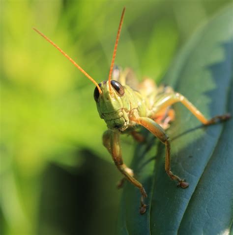 Tiny Predators - Leslie Abram Photography