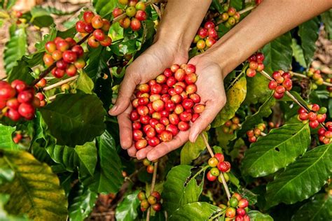 Premium Photo | Arabica coffee beans