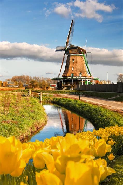 Traditional Dutch Windmill with Tulips in Zaanse Schans, Amsterdam Area ...