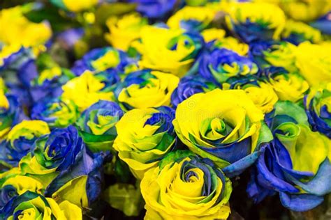 Blue and yellow roses stock image. Image of beautiful - 72467843