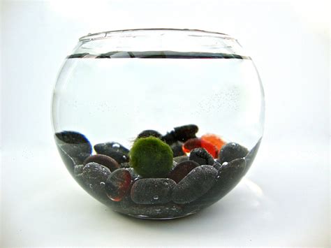 Treasure Hunter Marimo Moss Ball Aquarium Black by eGardenStudio