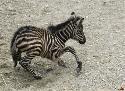 Life Cycle - Zebra Facts