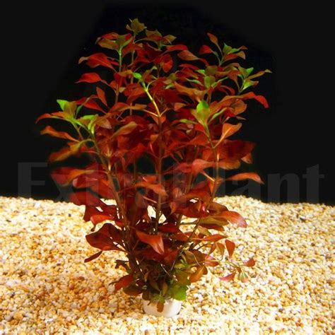 Ludwigia Repens Red Fresh Live Aquarium Plants Bunch Freshwater BUY2GET1FREE* | Plantas ...