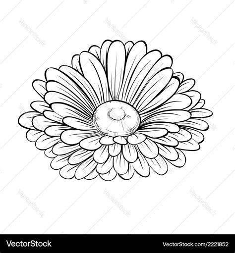 Black and white daisy flower isolated Royalty Free Vector