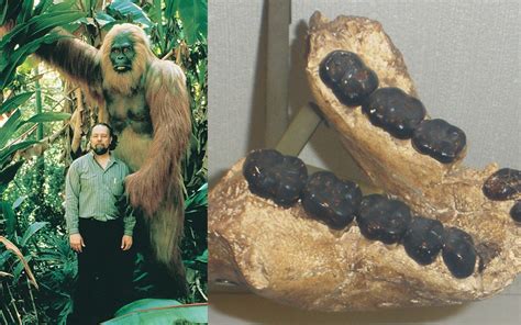 The Curious Case of the Gigantopithecus - Crypto-Anthropologist | Myths, Mermaids, Megaliths ...
