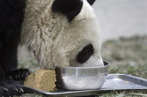 Panda's bamboo diet closer to that of typical meat eater: study - CGTN