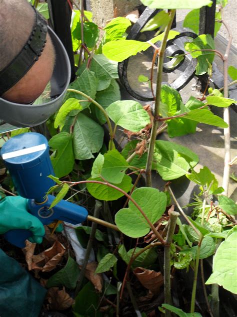 Japanese Knotweed Removal | Wildscapes