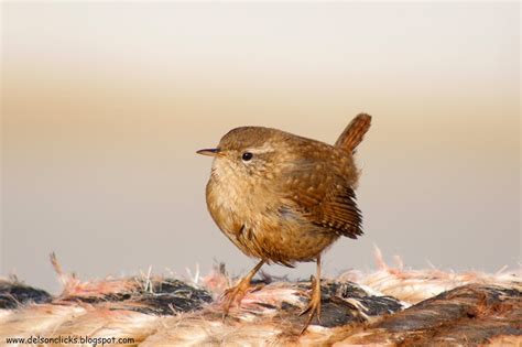 Friendly Animals: Winter Wren