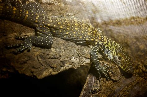 Endangered Komodo dragons hatch for 1st time in decade in Spain | Daily ...