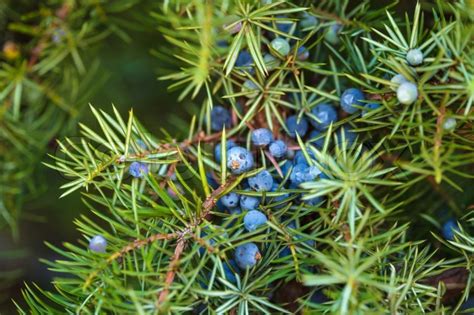 Juniper on the bush. Close up berries ... | Stock image | Colourbox