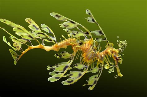 Leafy seadragon (Phycodurus eques) | about animals