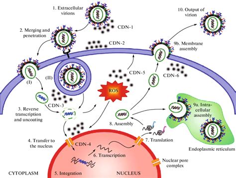 Viral replication mechanism and potential targets of nanoceria drugs... | Download Scientific ...