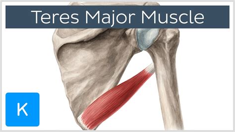 muscle of the lower limb