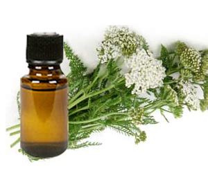 Health-benefits-of-Yarrow-Essential-Oil | Health Benefits