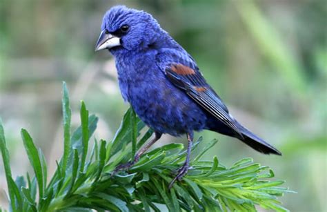 Blue Grosbeak - American Bird Conservancy