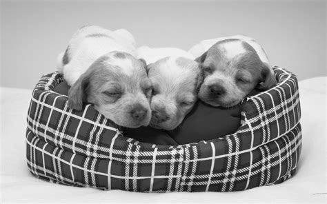 puppies, Sleeping Wallpapers HD / Desktop and Mobile Backgrounds