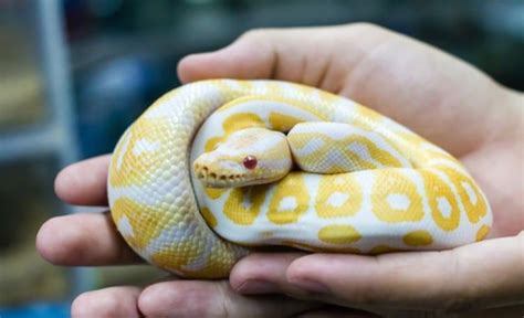 The Best Pet Snakes: Choosing a New Pet