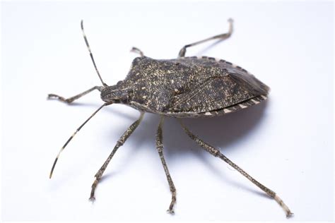 Are Stink Bugs Dangerous? - My Pest Pros