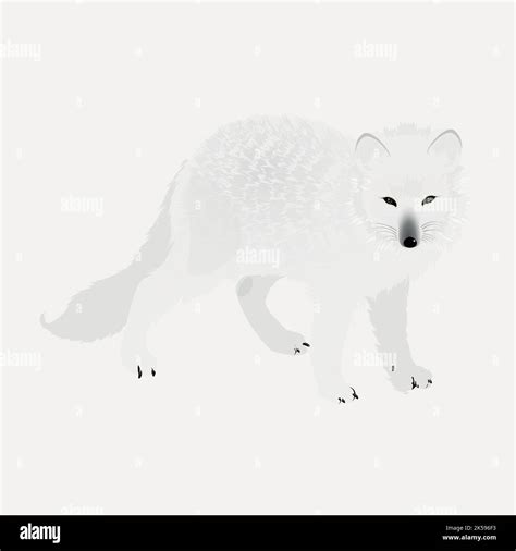 Arctic fox clipart, animal illustration vector Stock Vector Image & Art ...