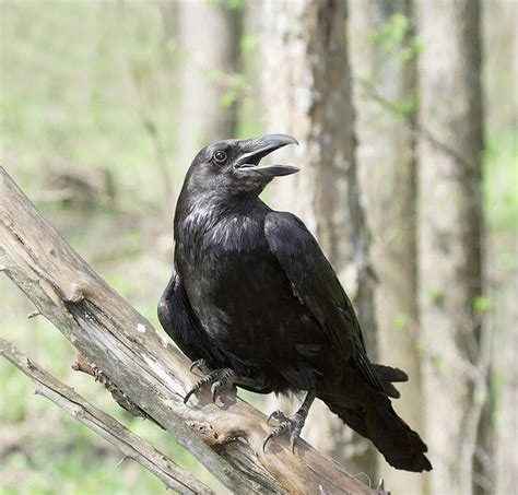 Featured Birds: Common Ravens Crow Facts, Bird Facts, Media Images, My ...