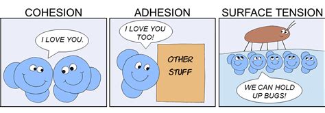 Cohesion, Surface Tension, and Adhesion Diagram | Quizlet