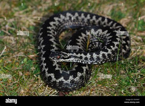 Adder closeup hi-res stock photography and images - Alamy