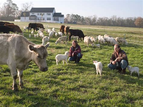 Multi-Species Rotational Grazing to Maximize Food and Income, Part 2 - Farm Websites & Marketing ...