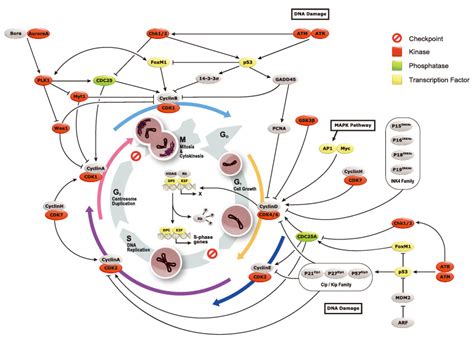 Cell Cycle | GeneTex