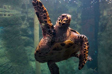 Turtle Caguama Swimming Underwater. Stock Photo - Image of danger, beautiful: 190073646