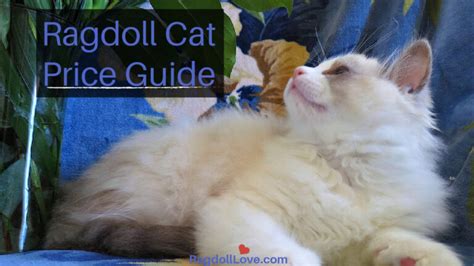 Ragdoll Cat Price Guide |What You Should Know About Buying a Ragdoll