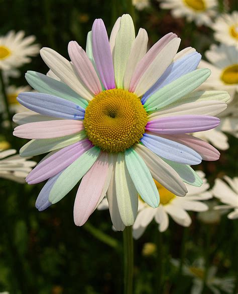 Painted Daisy Photograph by Brian Mollenkopf - Fine Art America