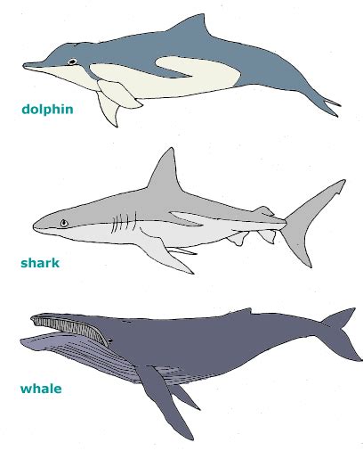 dolphin, shark, whale http://schoolnet.org.za/PILAfrica/en/webs/17963 ...