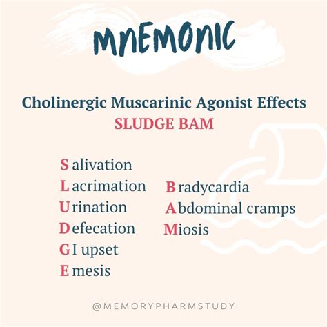 Cholinergic Muscarinic Agonist Effects – Memory Pharm