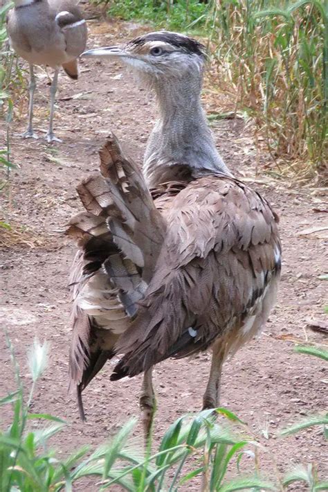 Australian Bustard | The Animal Facts | Appearance, Diet, Habitat