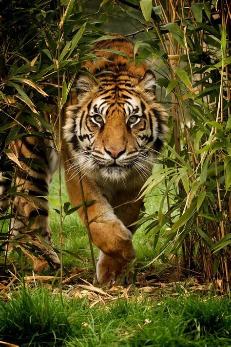 siberian ntiger vs bengal tiger pictures | Animals beautiful, Animals wild, Animals