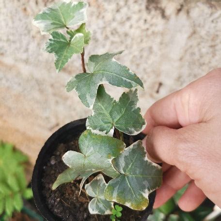 ivy Hedera Helix variegated - English ivy - Plants for sale | Tizardin – tizardin.mu