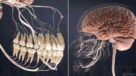 This is what the nerves related to the teeth look like. : r/medizzy