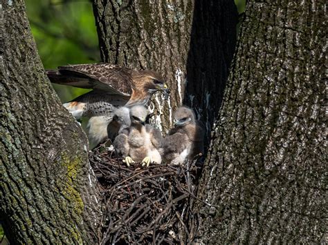 Red-tailed Hawk Nesting (Complete Guide) | Bird Fact