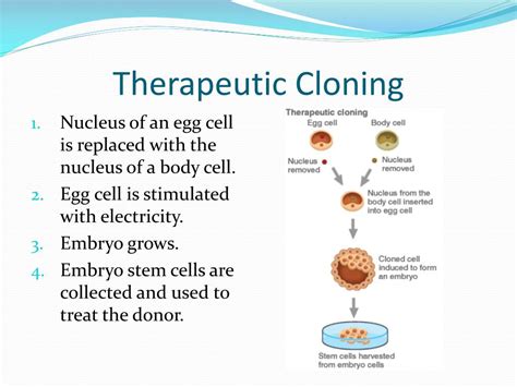 PPT - Human Cloning PowerPoint Presentation, free download - ID:2400108