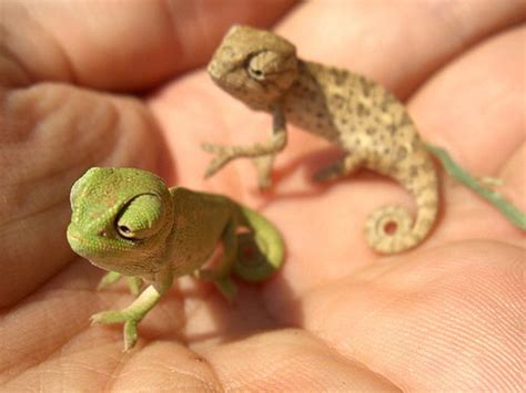 66 best images about Chameleons, Chameleon, Lizard, 150 different kinds ...